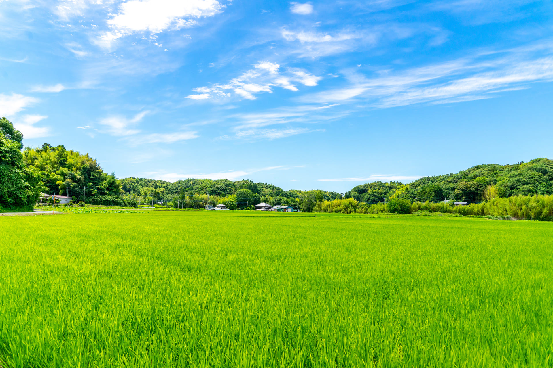 農業分野での採用 | 埼玉の外国人雇用ならしらこばと協同組合